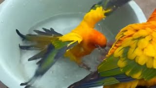 Khi Pi và Tôm được thả thì bắt về bằng cách nào parrot birds [upl. by Nivlad458]