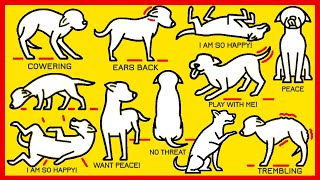 How to Understand Your Dog Better [upl. by Briggs]