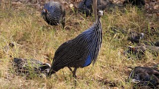 Vulturine Guineafowl in Kenya [upl. by Lundell714]