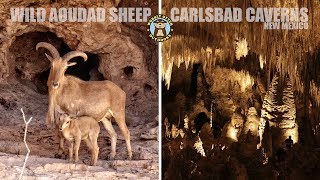 Wild Aoudad Sheep amp Carlsbad Caverns  Short Version [upl. by Oleta536]