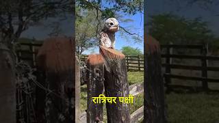 इस पक्षी को गलती से भी पेड़ मत समझना 🤯😱 shorts trending ytshorts facts youtube [upl. by Esinaj72]