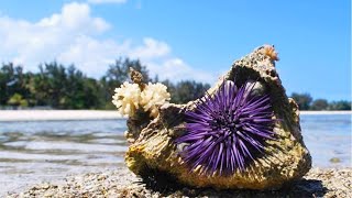 Eating Live Sea Urchin [upl. by Shah]