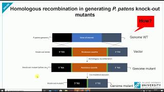 How to create knockout mutant using homologous recombination  Gene knockout Gene deletion [upl. by Mimi689]