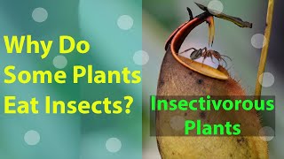 Why do some plants eat insects  insectivorous plants [upl. by Nospmis]