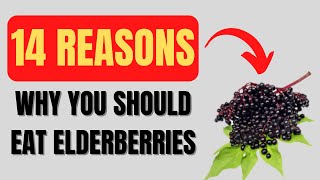 Elderberry Benefits 14 Impressive Elderberry Health Benefits [upl. by Izzy]