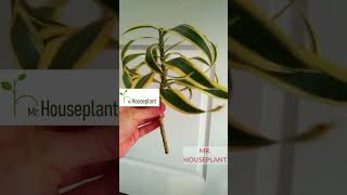 How to Propagate Dracaena Reflexa [upl. by Htrag475]