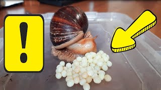 Golden mystery snail laying eggs [upl. by Adiazteb]