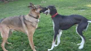 Saluki and German Shepherd at Dog Park [upl. by Maryly]