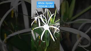 White Spider CRINUM Lily  thecalminggreens lilyflower lily shorts ytshorts yt viralvideo [upl. by Nomolos]