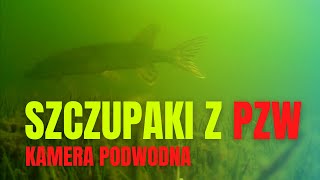 Kamera podwodna Water Wolf  jezioro PZW Szczupaki okonie płocie [upl. by Tobias]