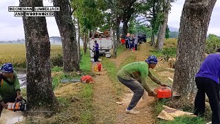 Tebang 3 pohon dengan cepat dan mudah Husqvarna 3120 xp amp Stihl ms 660 chainsaw [upl. by Aschim]