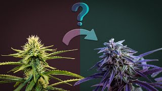 Differences in Cannabis Explained [upl. by Cyb]