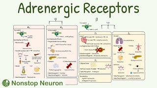 Adrenergic Receptors Types Distribution Mechanism Agonist Antagonist [upl. by Ainat]