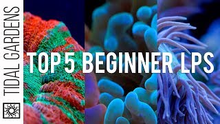 Top 5 LPS Corals for Beginners [upl. by Teodor333]