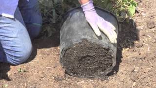 How To Plant Shrubs [upl. by Cost]