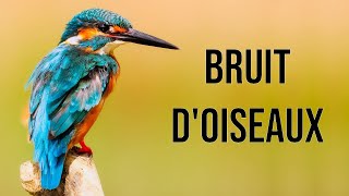 Bruit doiseaux pour chats [upl. by Drislane]