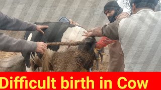 Difficult birth in Cow dystocia [upl. by Nairod]