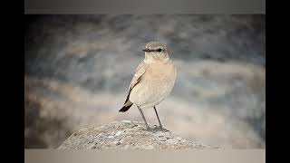 Isabelline WheatearEasingtonEast YorkshireUK [upl. by Elke527]