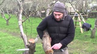 Pruning Old Fruit Trees  Reinvigorating Old Trees [upl. by Aihtennek]