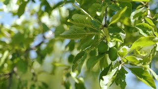 Pruimenboom snoeien en dunnen  Tuinieren met Hendrik Jan de Tuinman [upl. by Esinet]