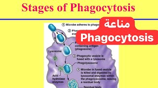 معلومة مناعية مختصرة البلعمة Phagocytosis [upl. by Delmer267]