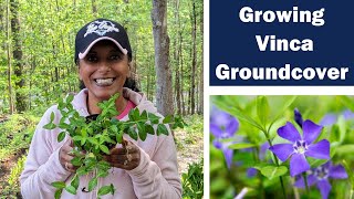 How to Transplant amp Divide Vinca Minor Groundcover Periwinkle Perennial [upl. by Chubb]