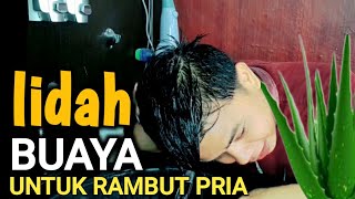 manfaat lidah buaya untuk rambut pria  sangat menakjubkan [upl. by Nerhe]