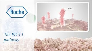 Cancer immunotherapy  The PDL1 pathway [upl. by Crawford]