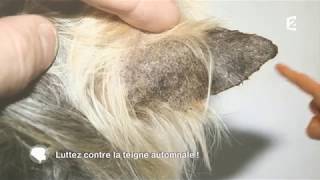 Diagnostic et traitement de la teigne du chat et du chien [upl. by Qidas]