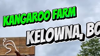 Kangaroo Farm  Kelowna BC travelbc kelowna okanagan [upl. by Melany]