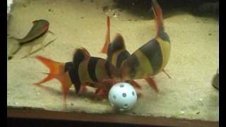 Clown loaches eating from plastic golfball [upl. by Dolphin935]