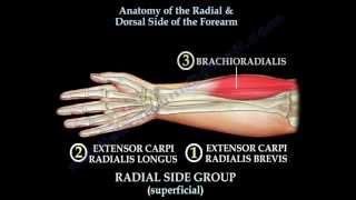 Anatomy Of The Radial amp Dorsal Forearm Part 2  Everything You Need To Know  Dr Nabil Ebraheim [upl. by Enenaej]