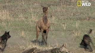 Le courage dune mère élan face aux loups [upl. by Egoreg166]