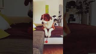 Berner Sennen Hund spielt auf Couch lustigerhund hund hundeliebe [upl. by Sparrow]