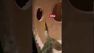 Pssssst it’s World Snake Day 🐍 snake snakevideo snakes petsmart [upl. by Gusti]