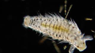 Polychaete larvae [upl. by Gabler]