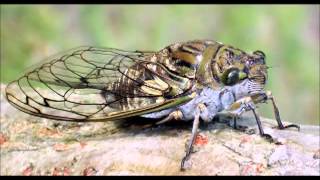 Cicada Slow Motion Sound [upl. by Lemmy636]