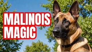 Belgian Malinois What Makes Them So Special  Dog Training  Malinois [upl. by Skerl]