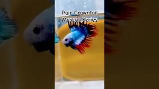 Pair Crowntail Mascot Series bettafish bettaindonesia viralvideo aquarium shorts fyp betta [upl. by Assiren]