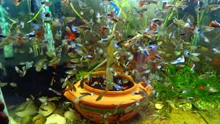 How To Make FishTank Full Of Guppies [upl. by Hammad]