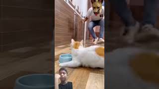 cat dog funny pets foryou lyriv cat video [upl. by Eelamme628]