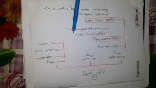 Branch Of Abdominal Aorta  Coeliac Trunk Anatomy  Bangla Demonstration of Coeliac Trunk [upl. by Vastah]