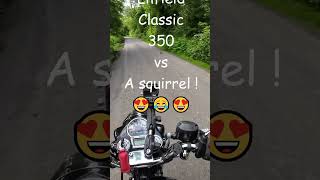 Royal Enfield Classic 350  Racing a squirrel shorts [upl. by Tenaj]