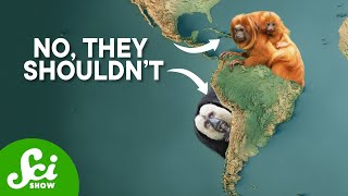 There Shouldnt Be Monkeys In South America [upl. by Melamie]