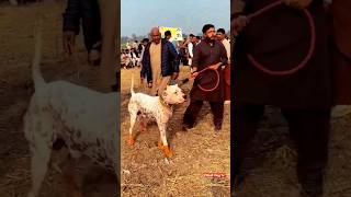 pakistani bully dog fight2023 pakistani bully vs pitbull fight real shorts dogfight pitbullvlogtv [upl. by Euphemiah35]