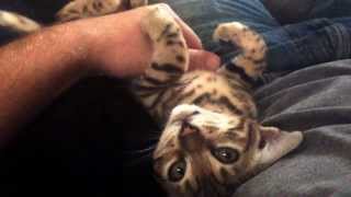 Conversation with my Bengal kitten Molly [upl. by Odlanier]