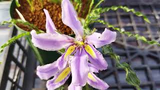 バビアナ・クリスパが咲きました！Babiana crispa blooming in my nursery [upl. by Erik]