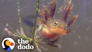 The Extraordinary Life Cycle Of A Salamander  The Dodo [upl. by Hernardo]