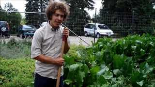 Harvesting and Preparing Horseradish [upl. by Notak]