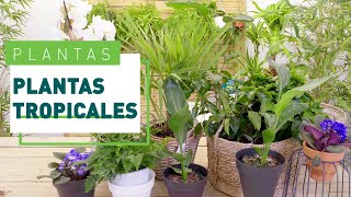 Plantas tropicales cuidados y consejos  Plantas en VERDECORA [upl. by Dnalon85]